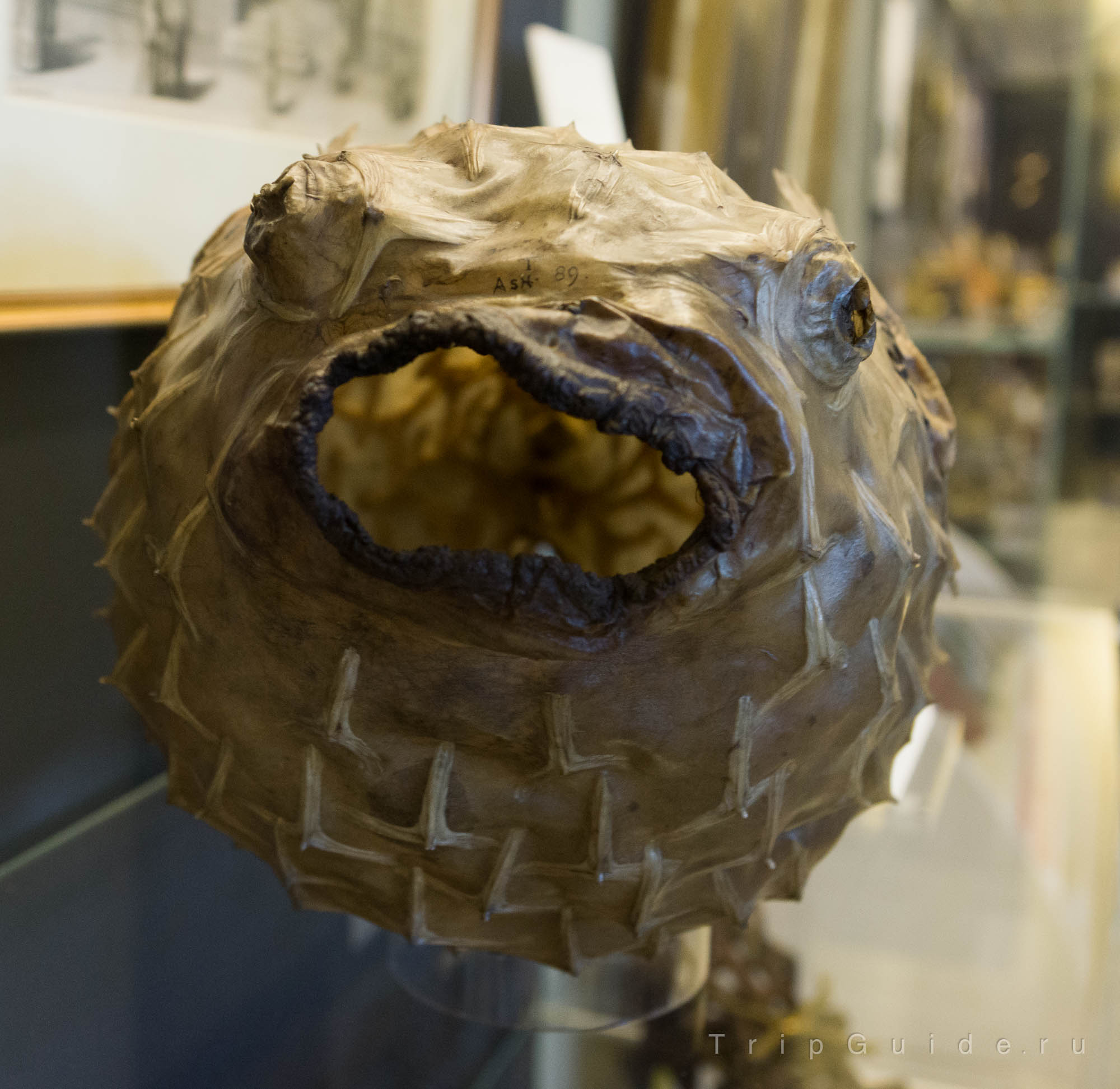 Рыба-пузырь (Chilomycterus reticulatus) — высушенный экземпляр 17 века, был включен в коллекцию Музея Ашмолеан (Ashmolean museum) во время его основания — Музей истории и науки в Оксфорде