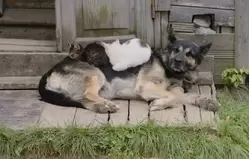 Такая вот дружба собаки и кошек